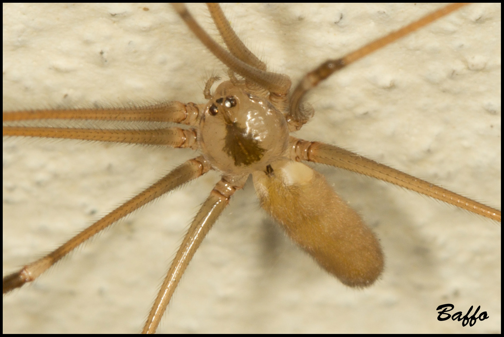 Pholcus phalangioides